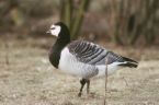 Barnacle Goose